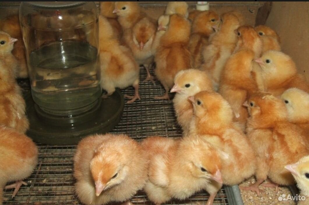 Продаются цыплята несушки порода Ломан браун и Хай купить на Зозу.ру - фотография № 2