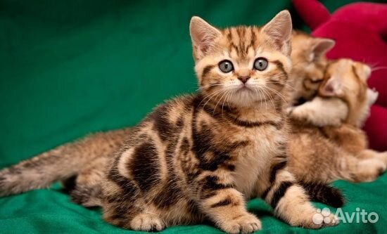 Красивые шотландские котята с доставкой на дом купить на Зозу.ру - фотография № 1