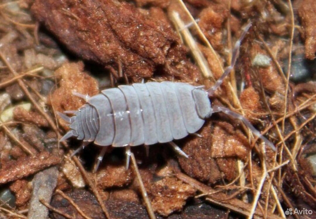 Матово-голубые мокрицы Porcellionides pruinosus,bl купить на Зозу.ру - фотография № 1