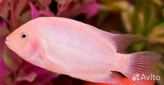 Прополка аквариума, мальки Розовый фламинго купить на Зозу.ру - фотография № 9