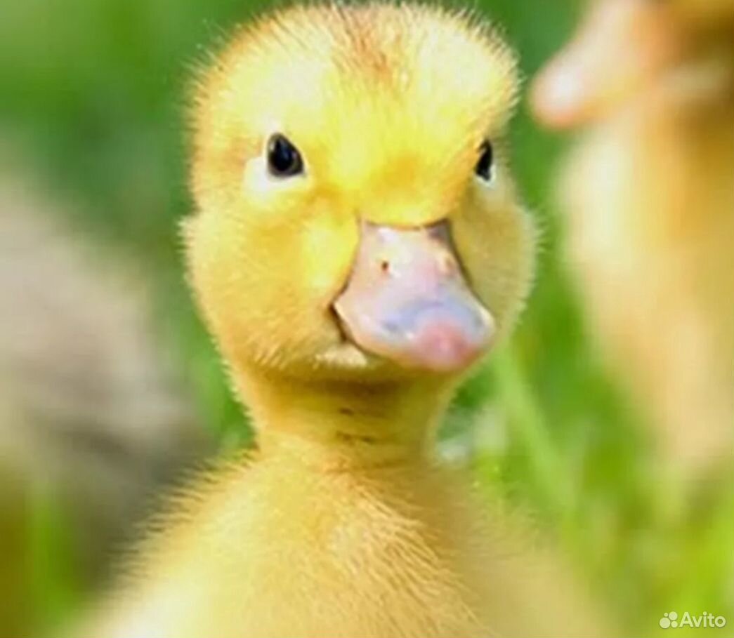 Домашние утята. Какие утята лучше. Какие утята лучше. Утята черри велли. Какие утята лучше.