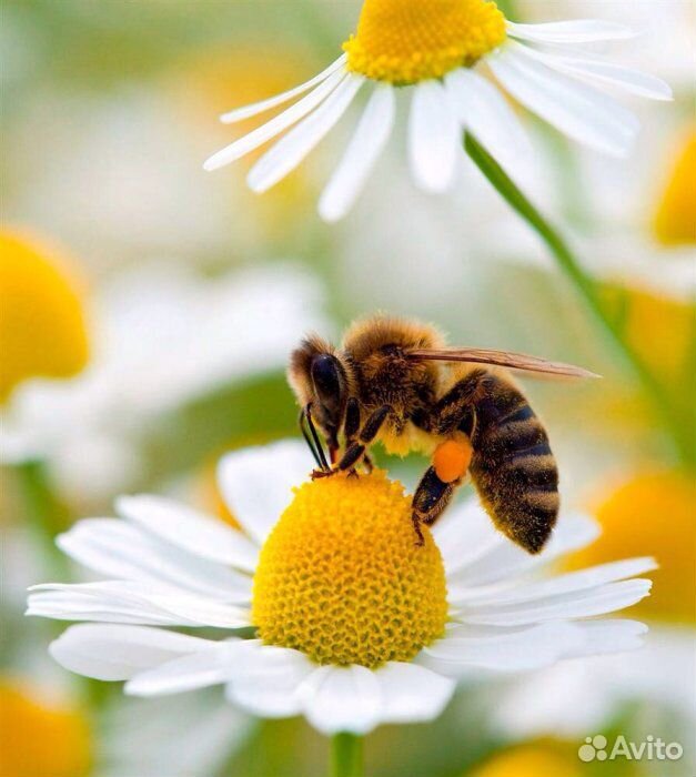Пчёлы,улья,сушь купить на Зозу.ру - фотография № 1