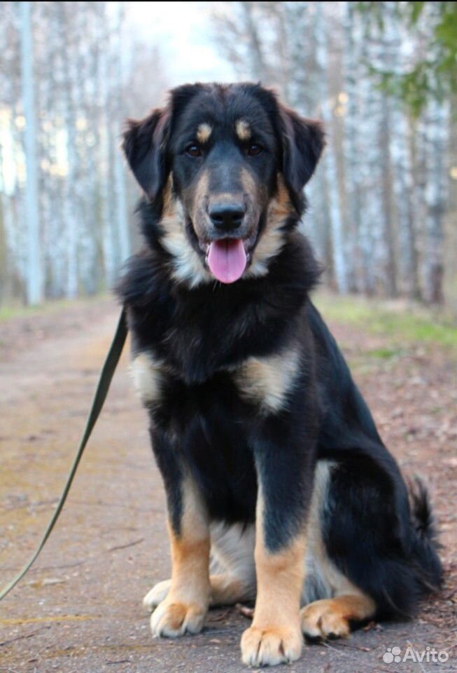 Сторожевая собака(волкодав Банхар) купить на Зозу.ру - фотография № 2