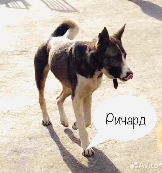 Молодой привитый пёс купить на Зозу.ру - фотография № 3