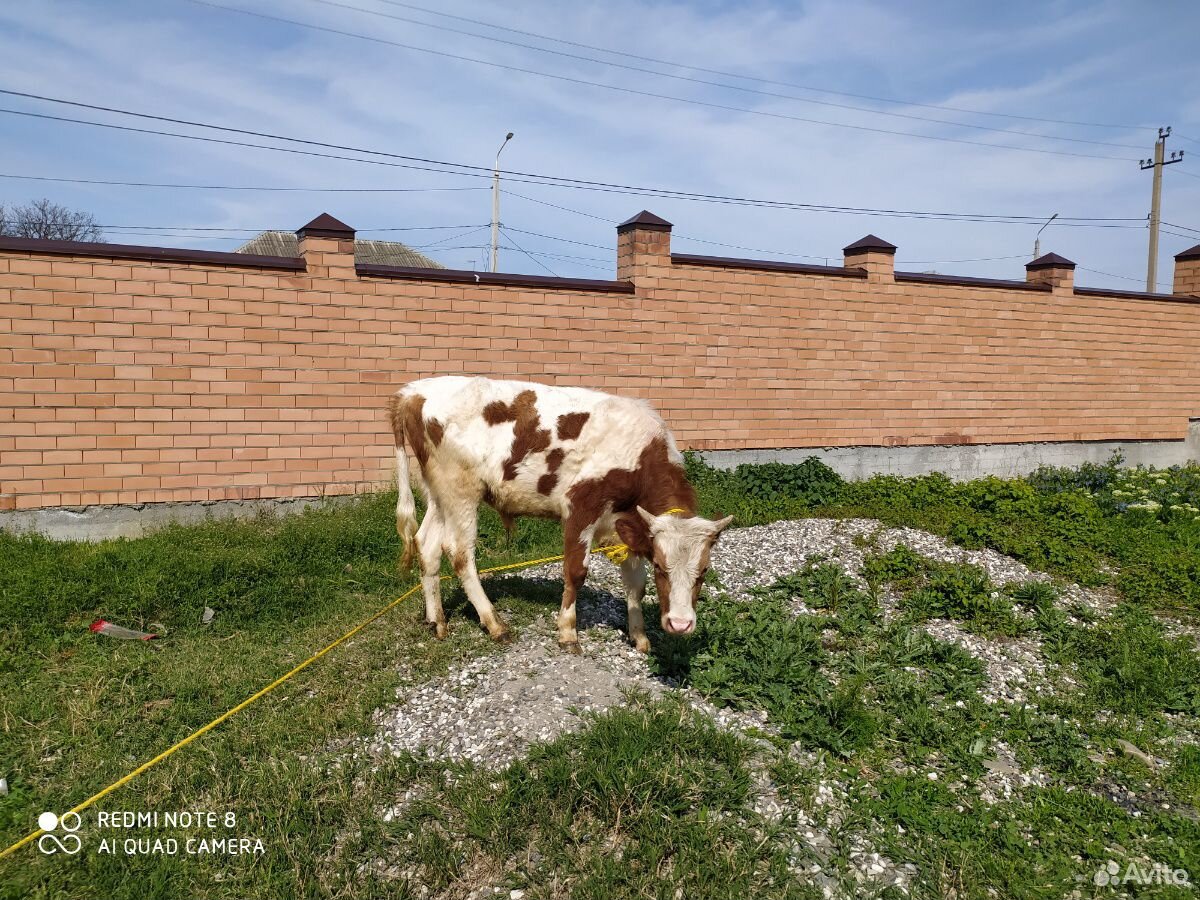 Бычок, тёлка, корова купить на Зозу.ру - фотография № 3