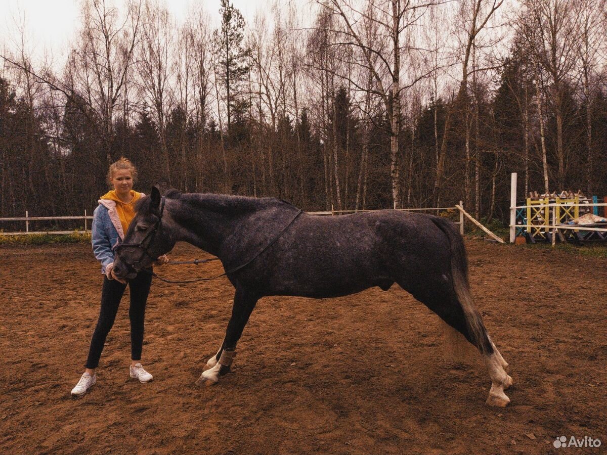 Продам лошадь купить на Зозу.ру - фотография № 10