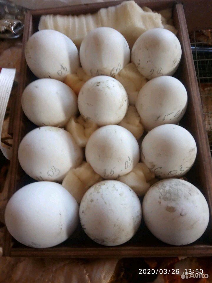 Яйцо гусиное инкубационные купить на Зозу.ру - фотография № 7