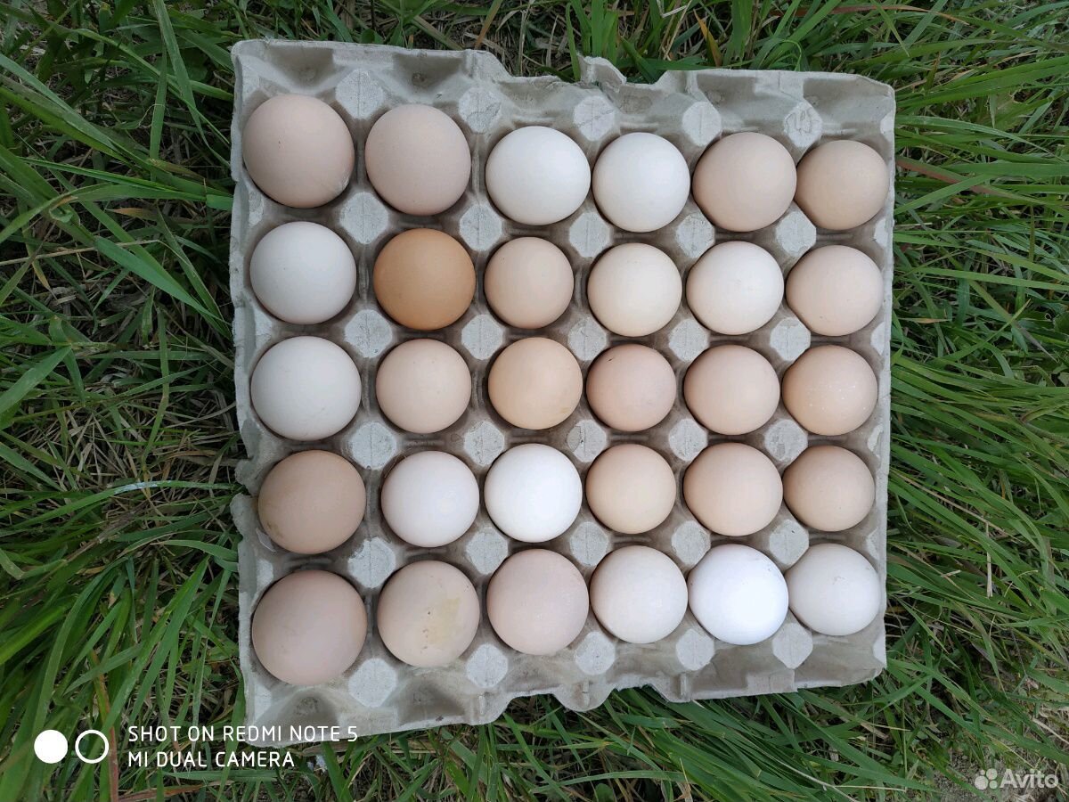 Яйца. Петушки купить на Зозу.ру - фотография № 3