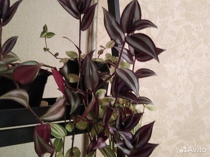 Цветы вьющиеся и лианы купить на Зозу.ру - фотография № 4