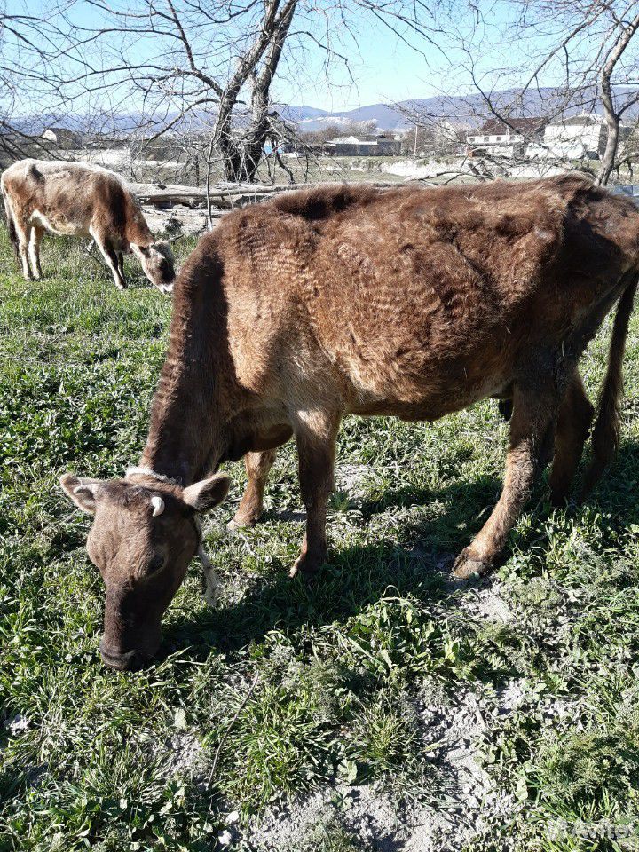 Корова и телёнок купить на Зозу.ру - фотография № 4