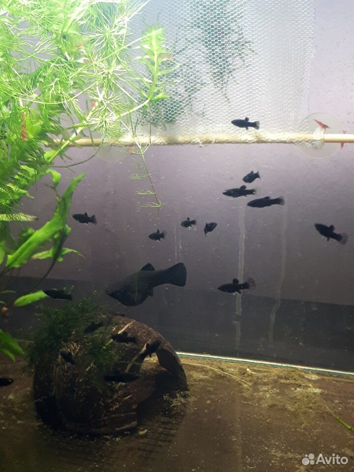Рыбки в аквариум купить на Зозу.ру - фотография № 1