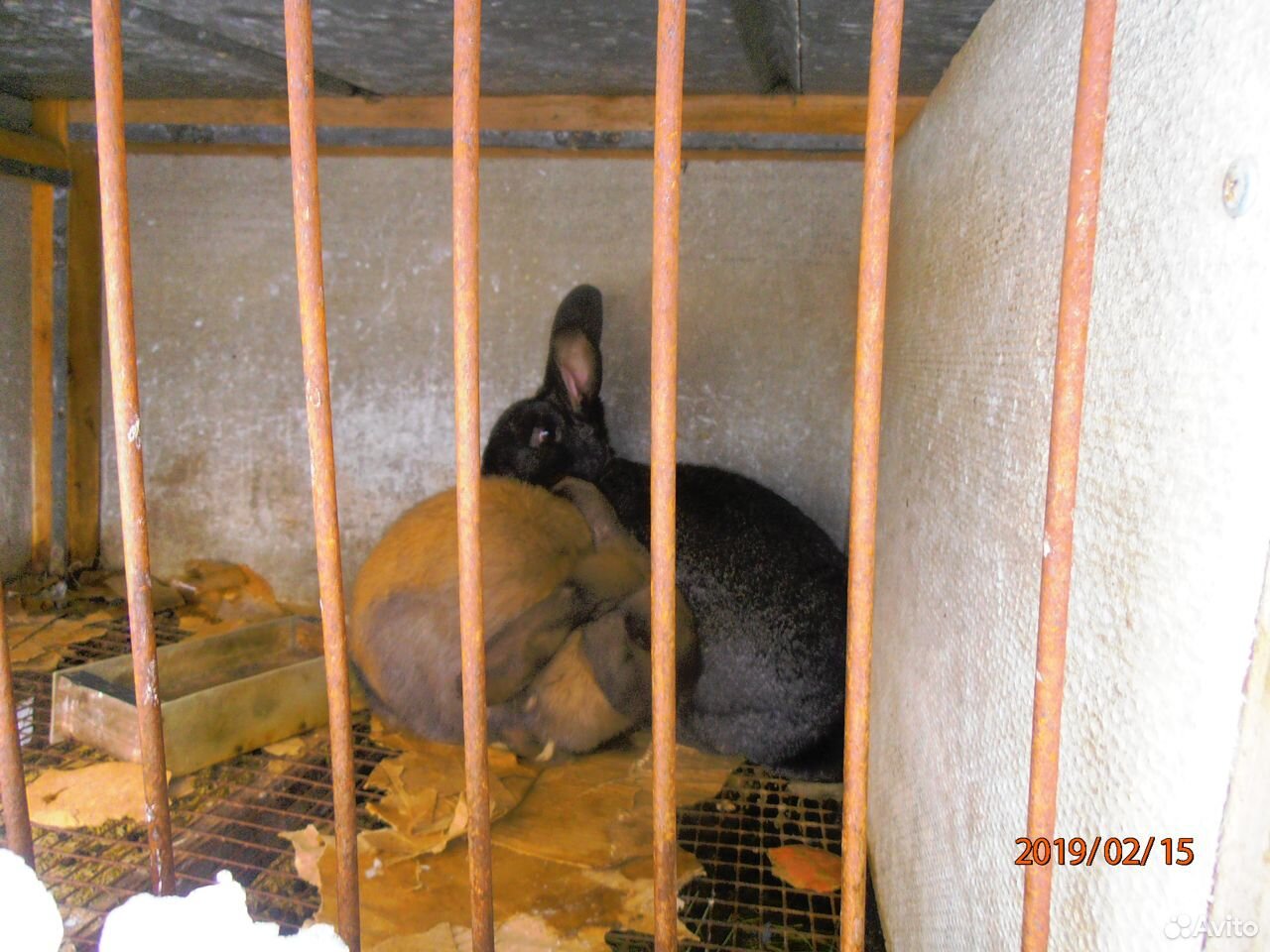 Продам козу и самцов 5 мес кроликов купить на Зозу.ру - фотография № 10