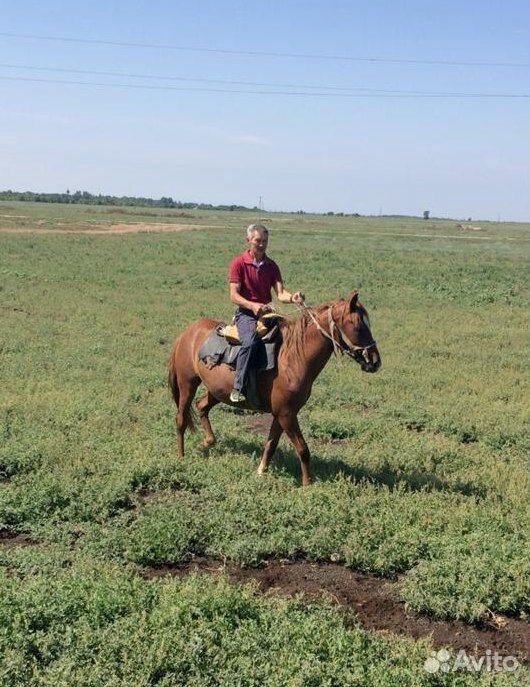 Лошадь ездовая обученная купить на Зозу.ру - фотография № 1