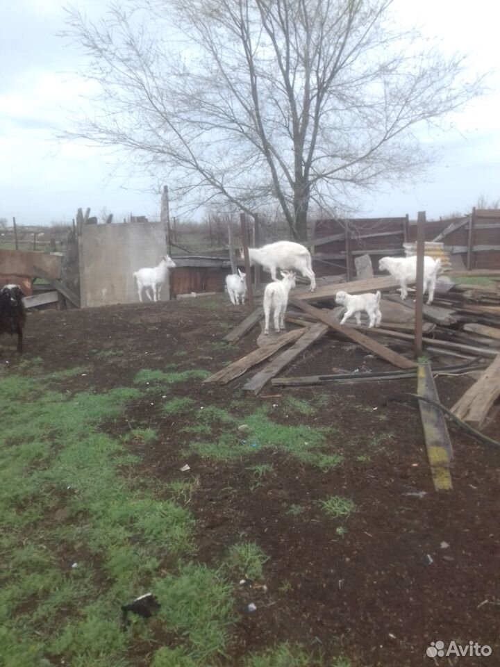 Продаются дойные козы купить на Зозу.ру - фотография № 1