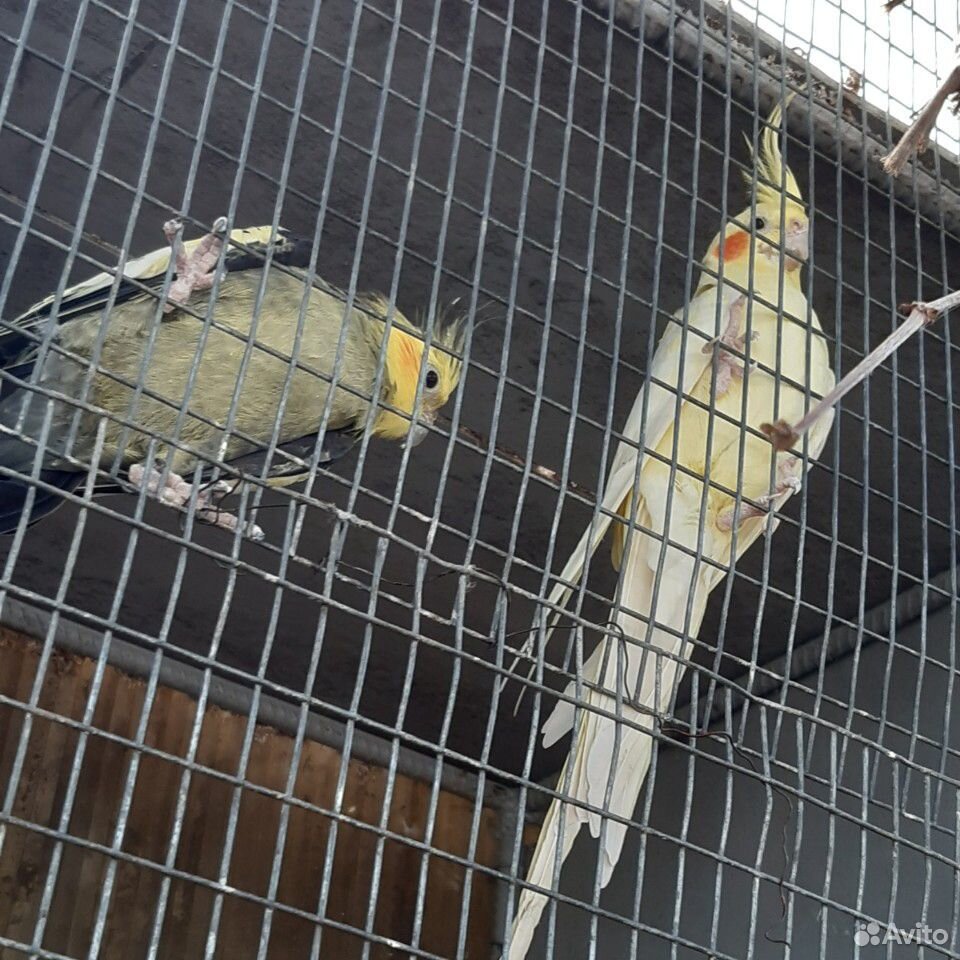 Кореллы попугаи купить на Зозу.ру - фотография № 1