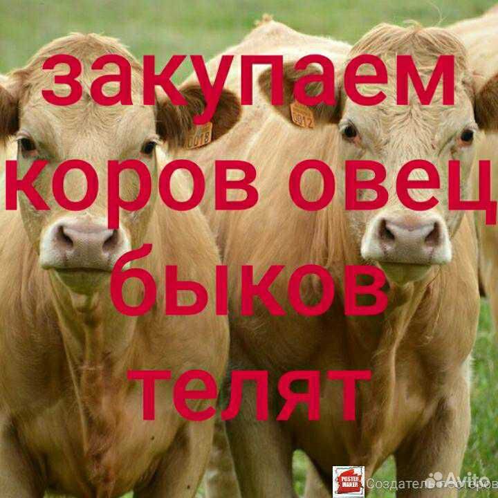 Закупаем коров овец быков телят баранов и вынужден купить на Зозу.ру - фотография № 1