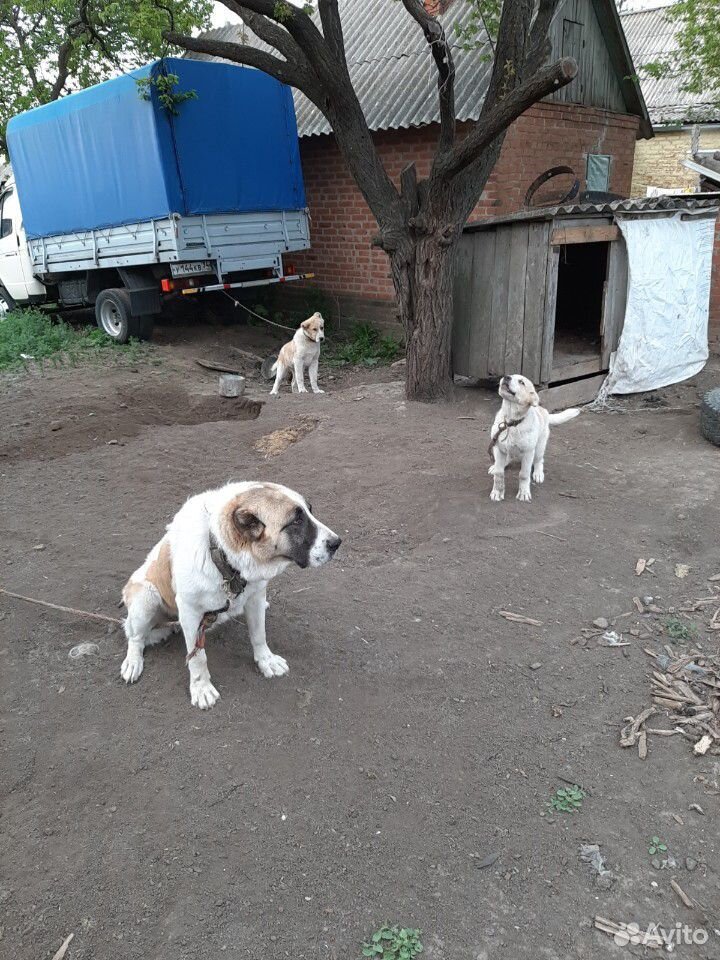 Собака купить на Зозу.ру - фотография № 4
