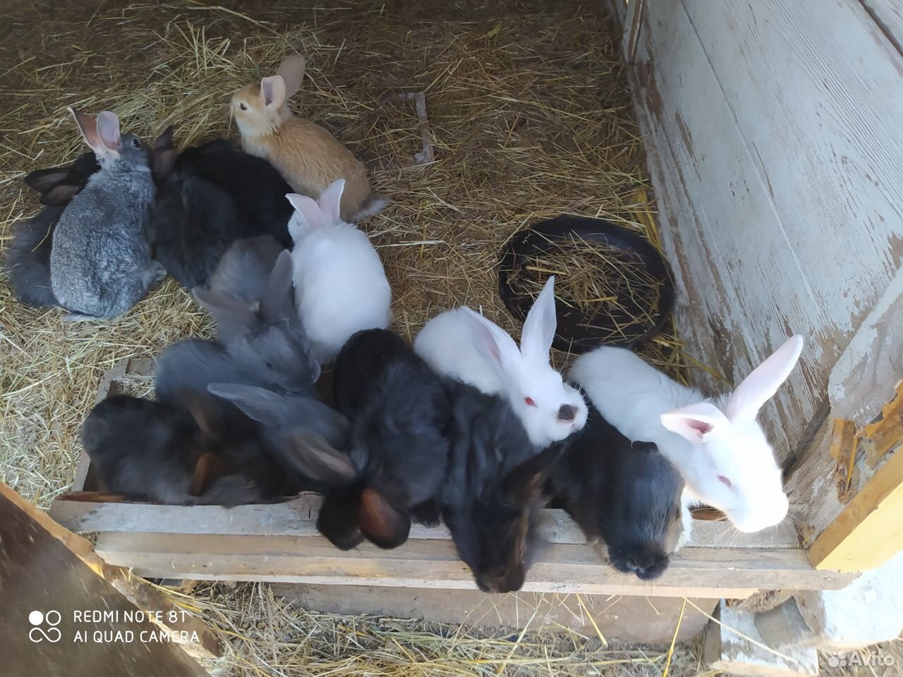Крольчата почти 2 месяца купить на Зозу.ру - фотография № 1