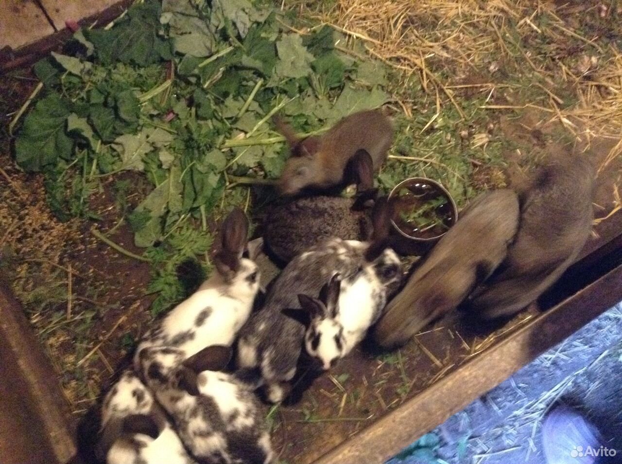 Продаю живых кроликов купить на Зозу.ру - фотография № 1