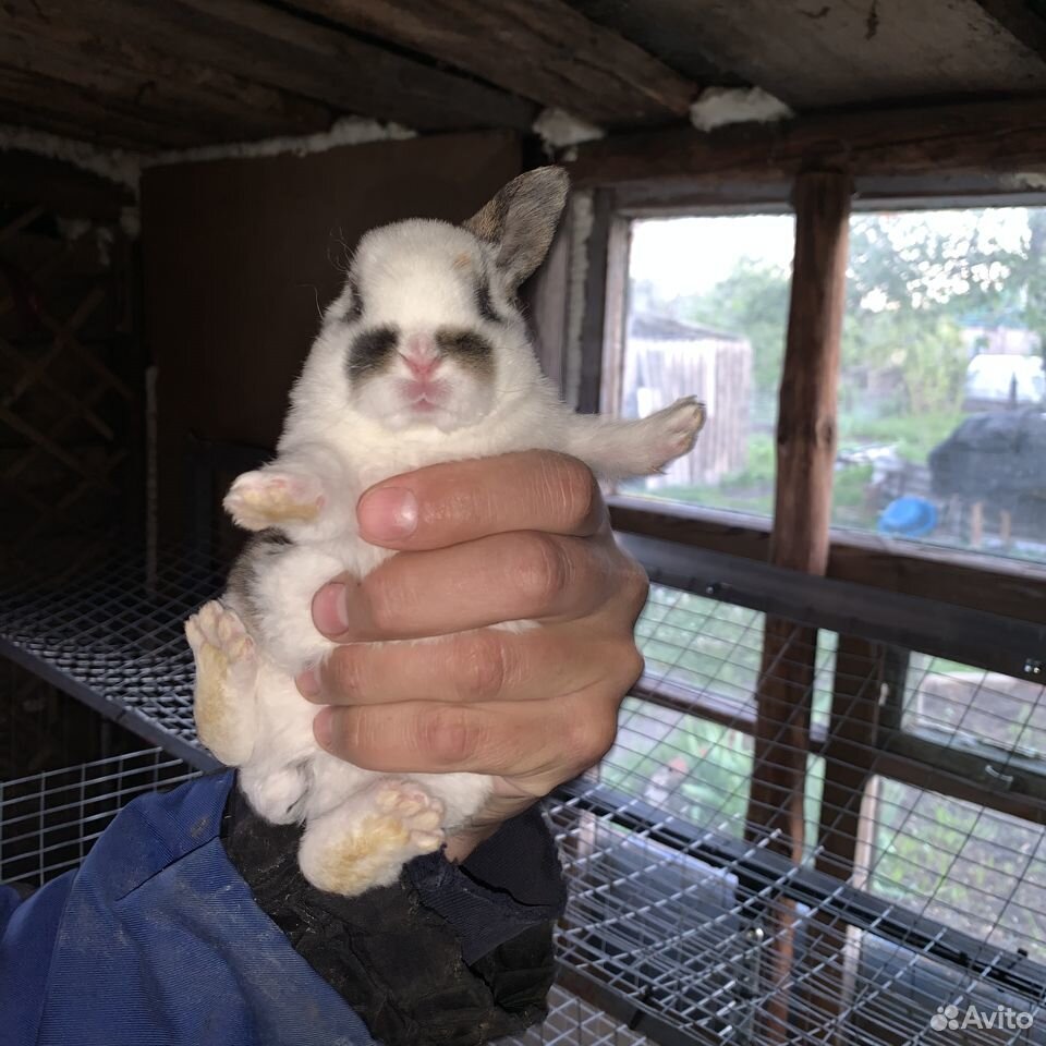 Продаются кролики порода Рекс,декоративные купить на Зозу.ру - фотография № 1