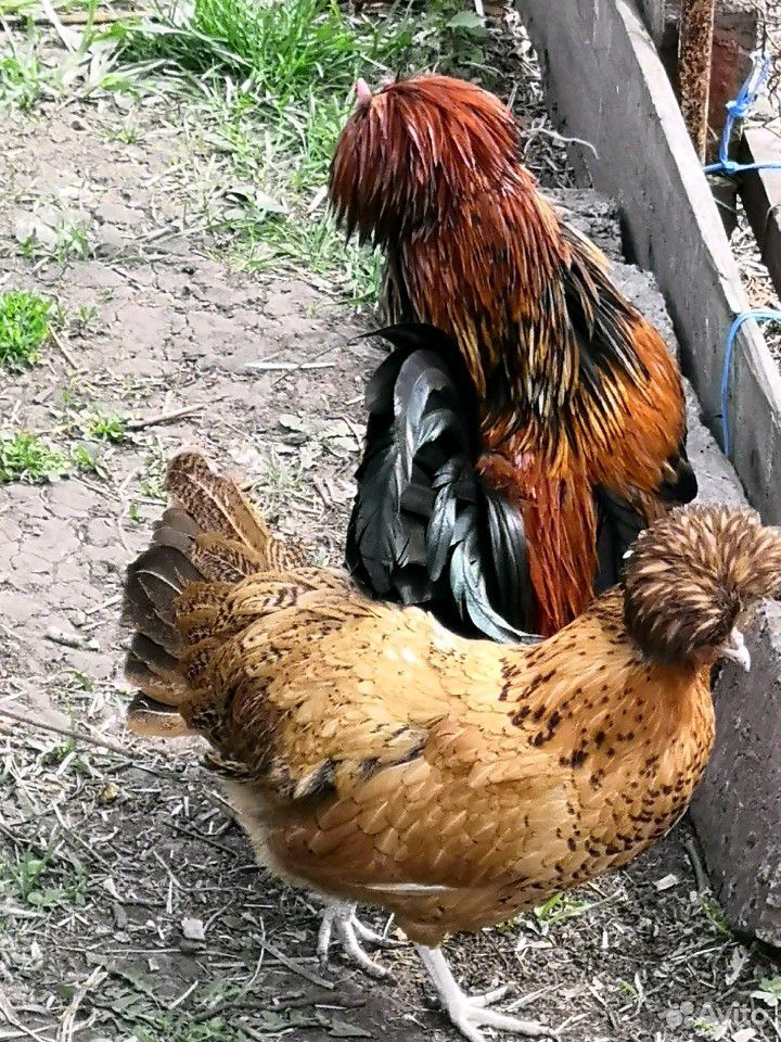 Цыплята от породистой птицы купить на Зозу.ру - фотография № 5