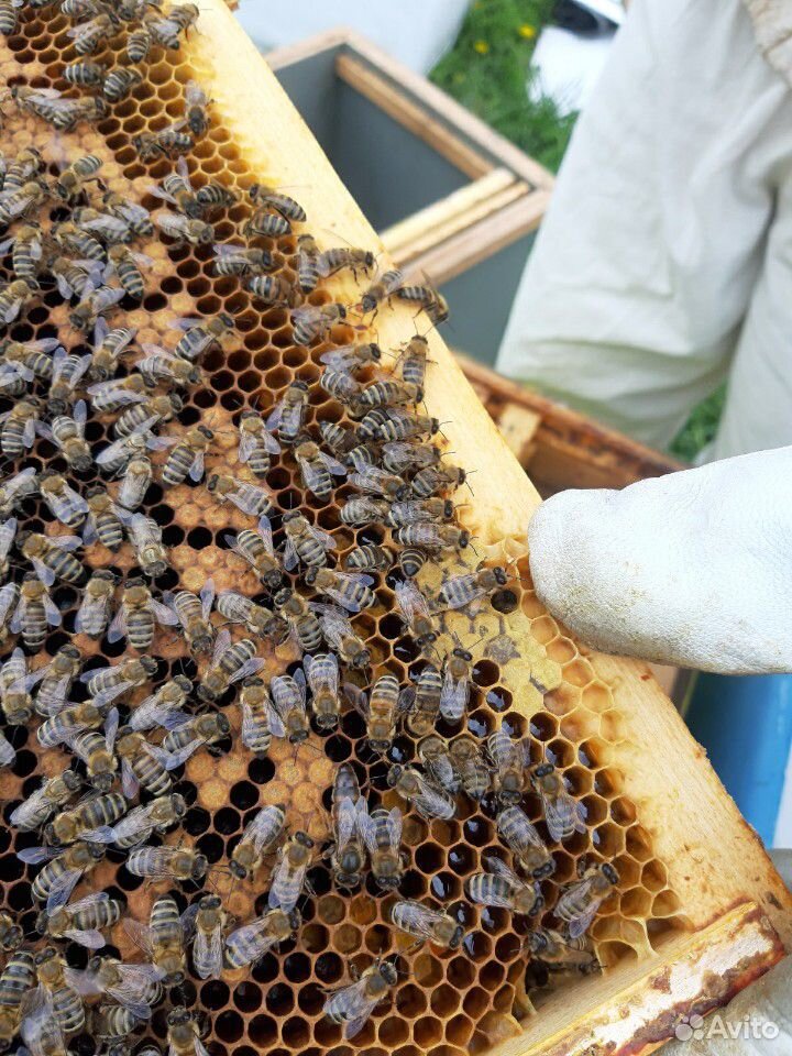 Пчелы, пчелосемьи и пчелопакеты Карпатка купить на Зозу.ру - фотография № 2