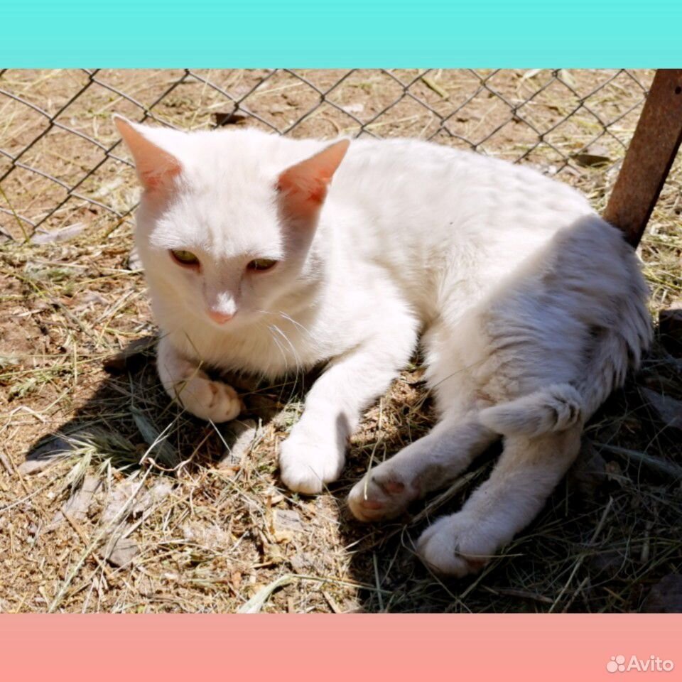 Кошечка альбинос и котик купить на Зозу.ру - фотография № 2