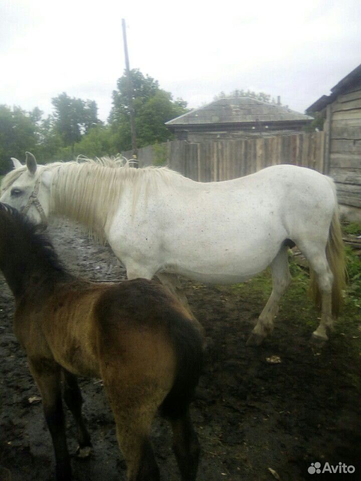 Продам лошадь с жеребенком купить на Зозу.ру - фотография № 4