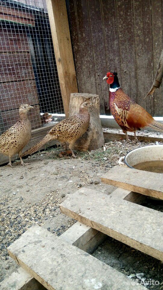 Яйца инкубационные от фазанов охотничьей породы купить на Зозу.ру - фотография № 3