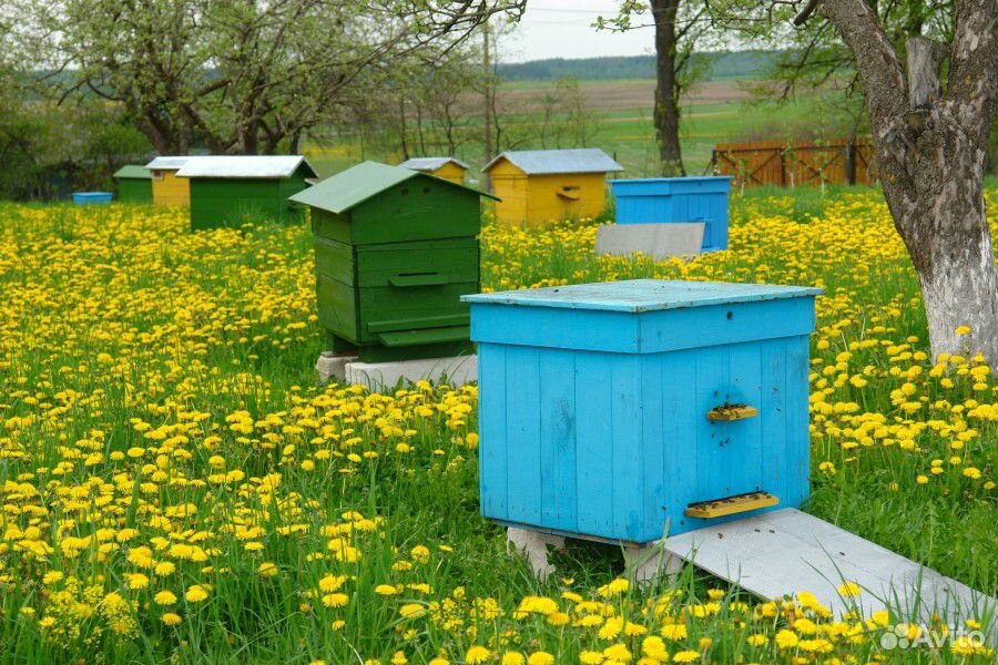 Ульи и пчелы купить на Зозу.ру - фотография № 1