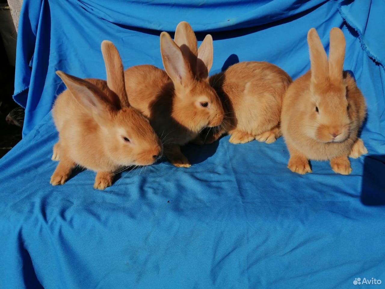 Кролики бургундской породы купить на Зозу.ру - фотография № 2