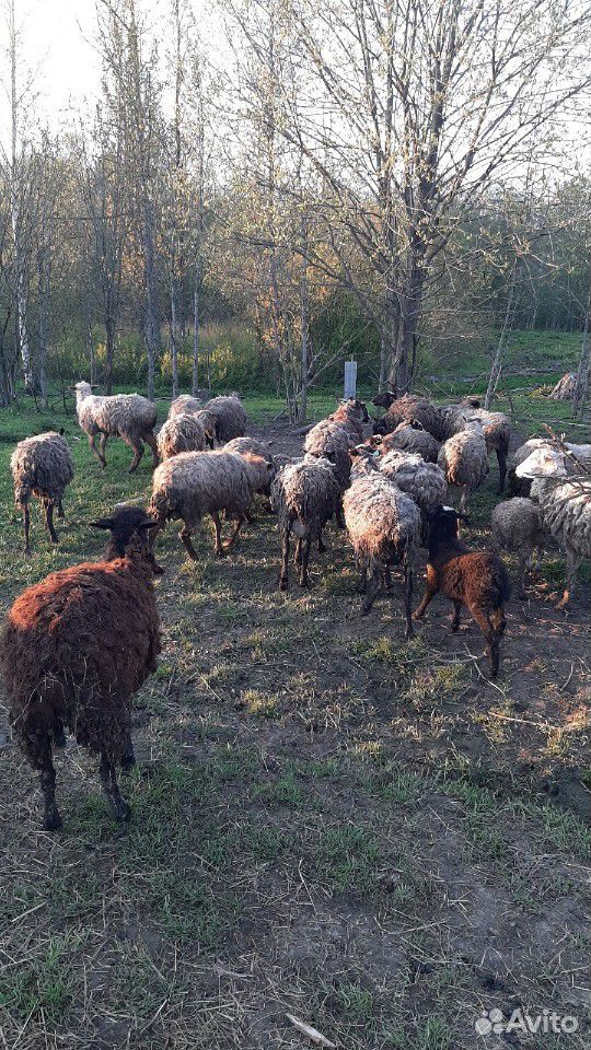 Барань и овцы купить на Зозу.ру - фотография № 1