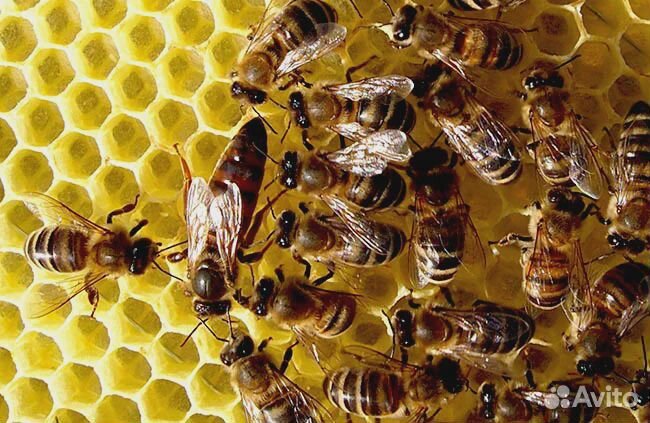 Пчелопакеты, Пакеты пчел, тип породы "Карпатка" купить на Зозу.ру - фотография № 1