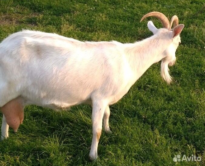 Зааненская коза. Фото зааненской козы дойной. Козы зааненской чисто по родная породы которым год. Породы коз молочных без запаха фото.