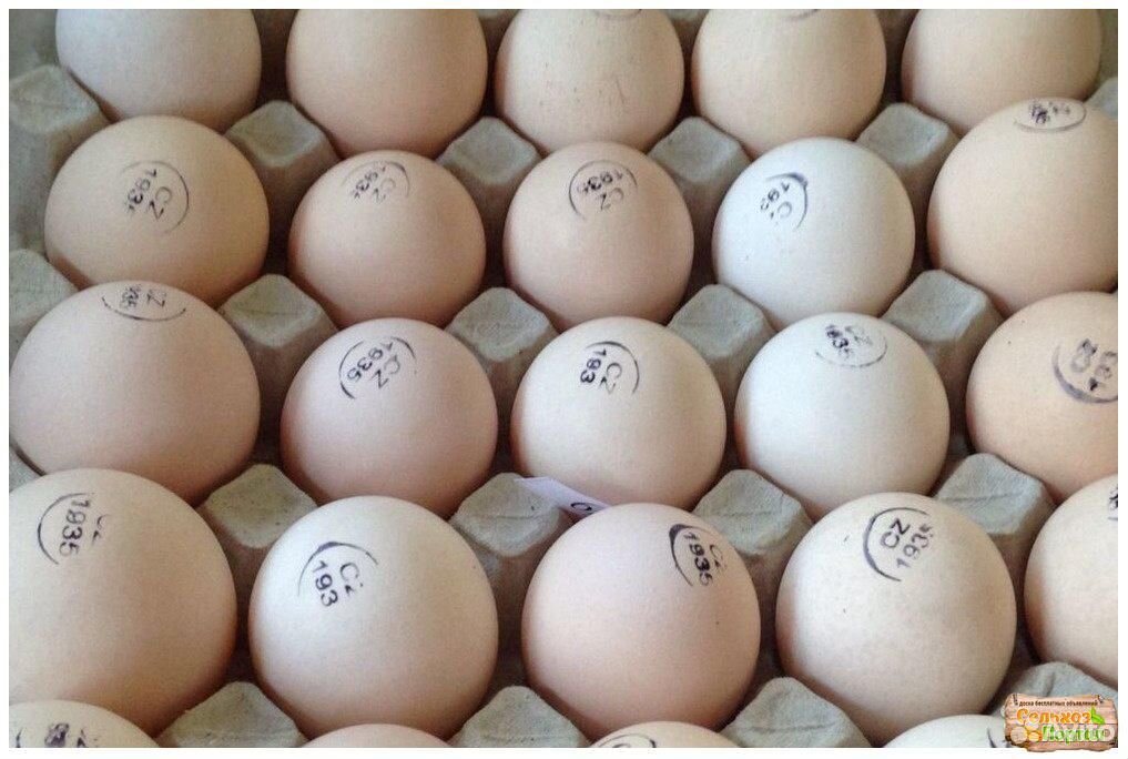 Инкубационное яйцо бройлера из Европы купить на Зозу.ру - фотография № 1