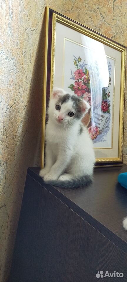 Вислоухие котята купить на Зозу.ру - фотография № 1