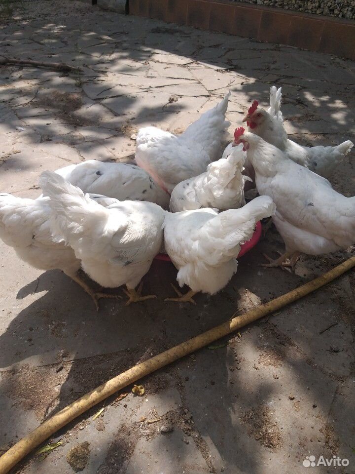 Курицы несушки купить на Зозу.ру - фотография № 3