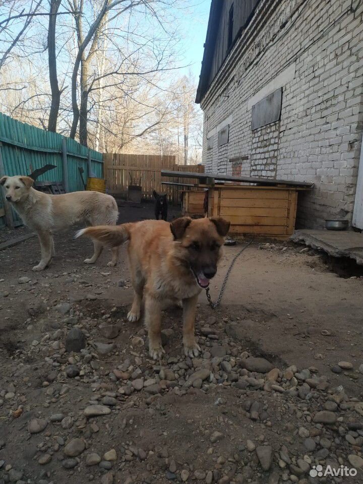 Собака из приюта купить на Зозу.ру - фотография № 5