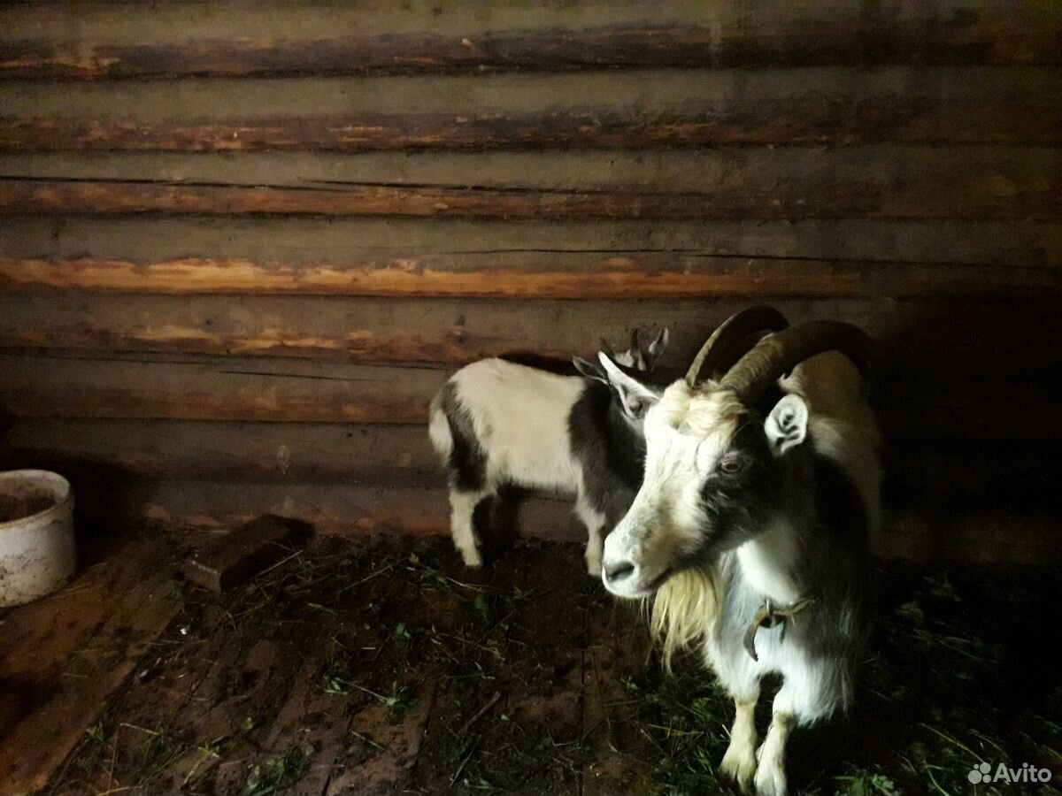 Продаются 2 козы и 1 козел купить на Зозу.ру - фотография № 2