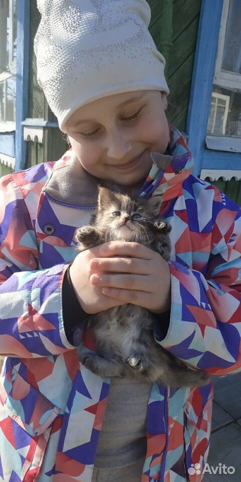 Кошечка-метис купить на Зозу.ру - фотография № 6