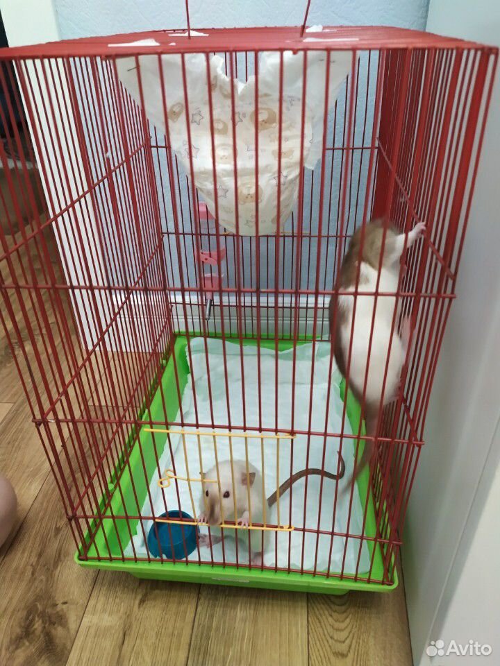 Крысы джамбо с клеткой купить на Зозу.ру - фотография № 3