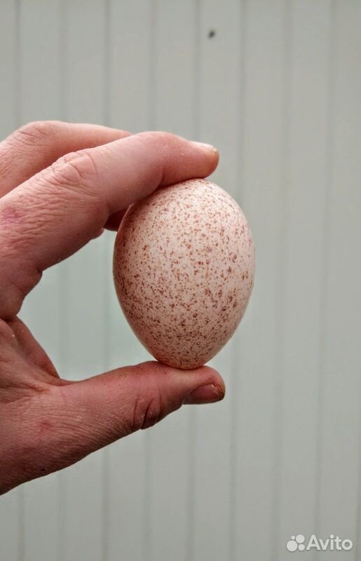 Инкубационное яйцо индюшат купить на Зозу.ру - фотография № 2