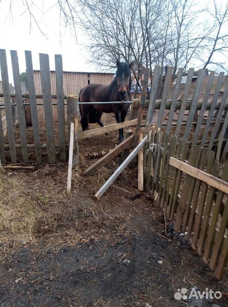 Лошадь (конь) 3 года купить на Зозу.ру - фотография № 1