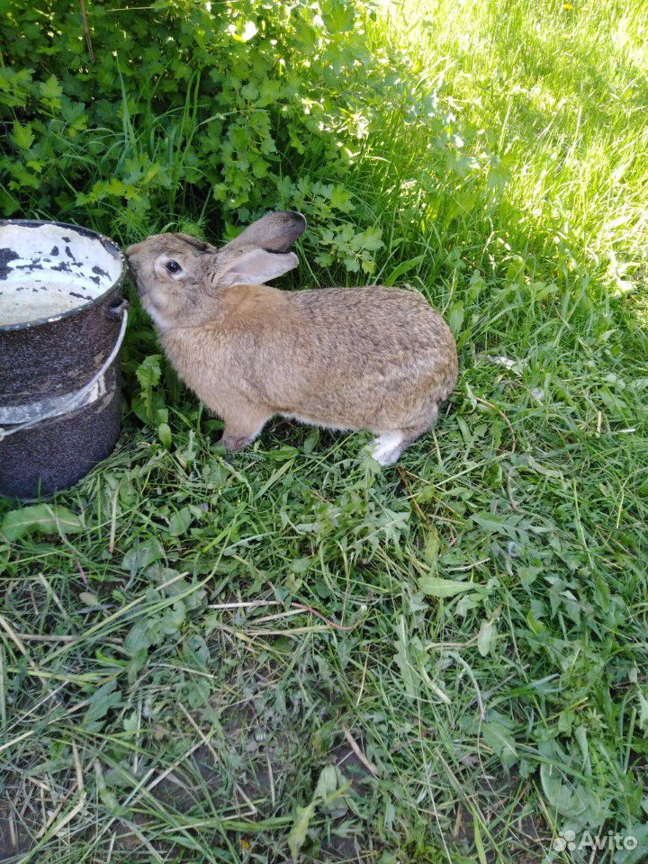 Кролик серый великан купить на Зозу.ру - фотография № 3