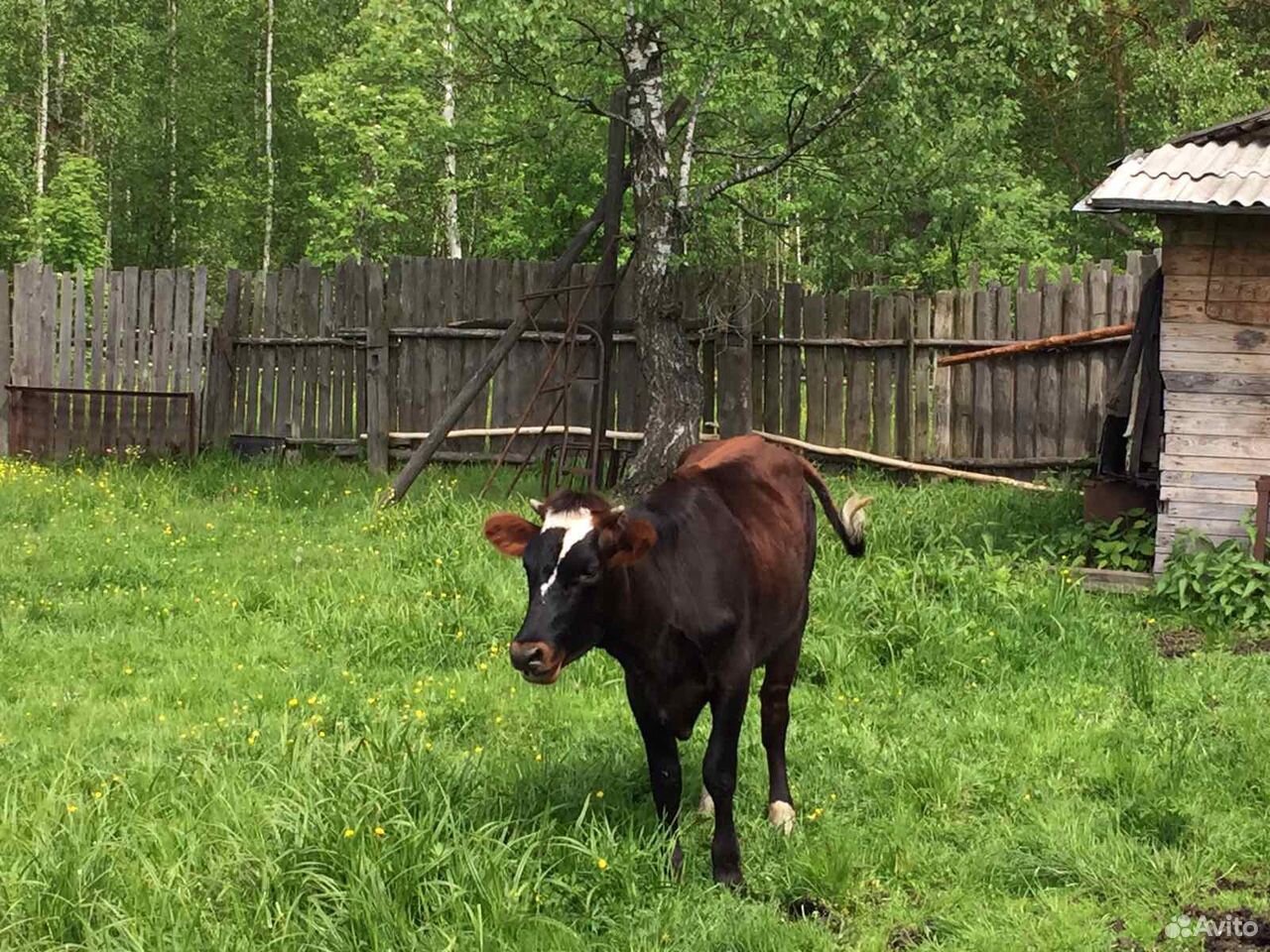 Корова (тёлка) купить на Зозу.ру - фотография № 6