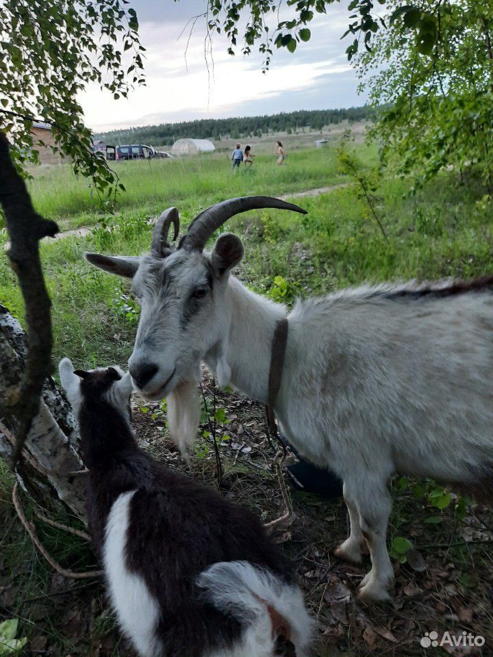 Продам козу с козленком девочкой купить на Зозу.ру - фотография № 3