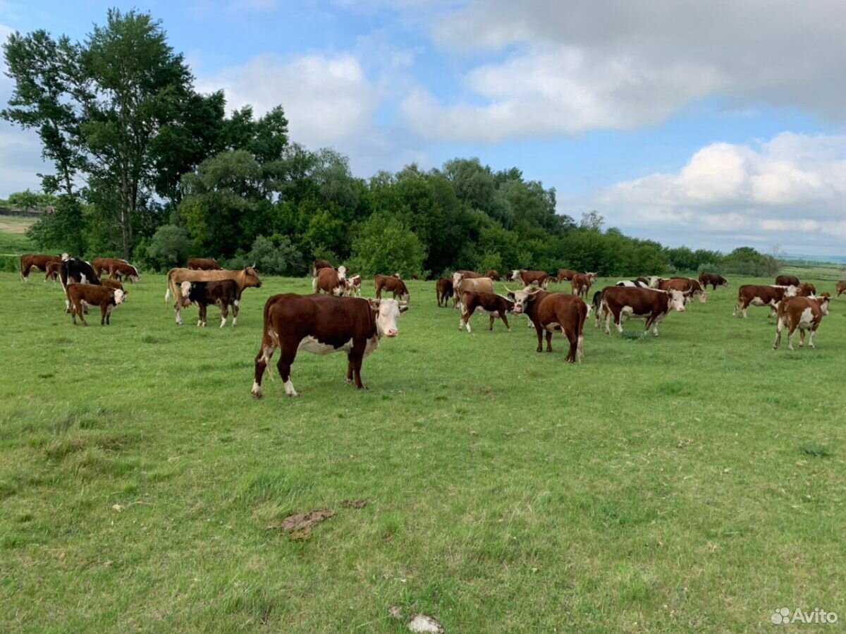 130 коров, быков, теленков купить на Зозу.ру - фотография № 3