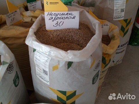 Продаю пшеницу купить на Зозу.ру - фотография № 2