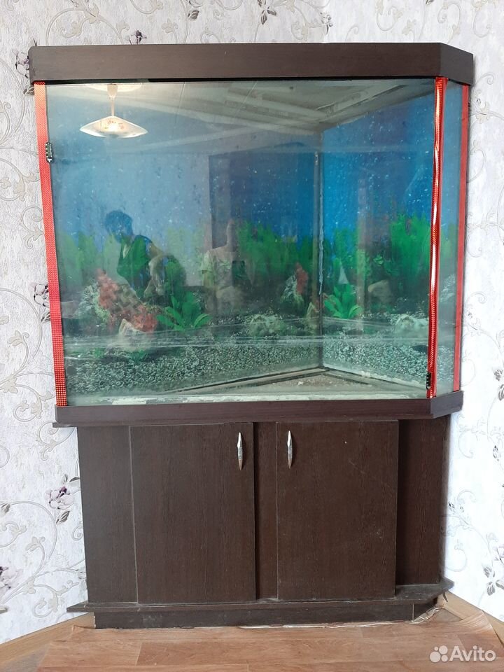 Продам угловой аквариум на 450 литров с тумбой купить на Зозу.ру - фотография № 1