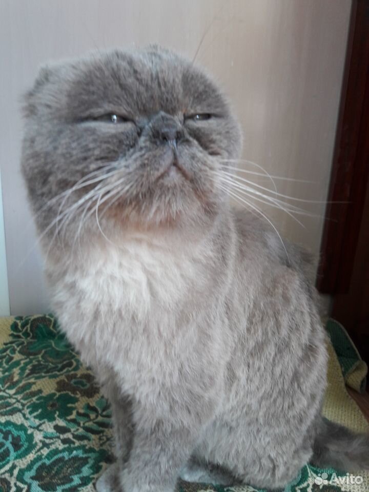 Отдам кота вислоухий британец с персом купить на Зозу.ру - фотография № 4